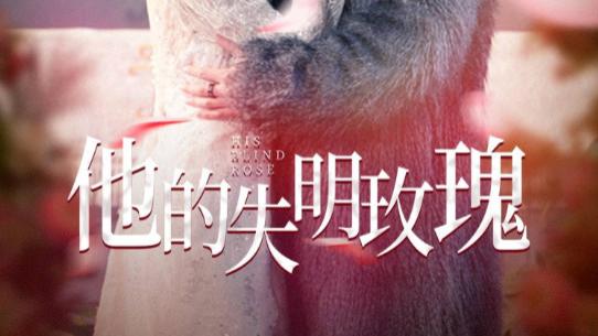 短剧《他的失明玫瑰》玫瑰失明藏秘密，他的守护暖人心