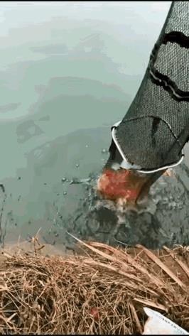 这个鱼塘也不大呀，怎么这么多小鲤鱼？
