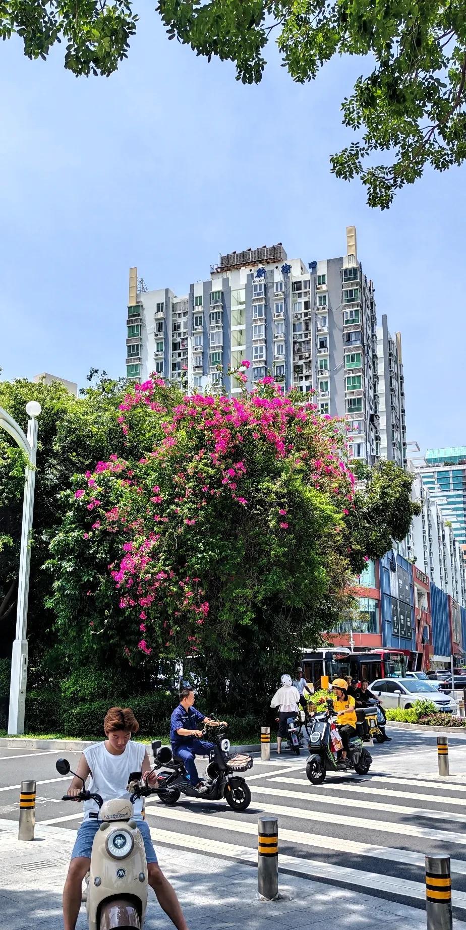 我来深圳二十个月，骑单车摔了五回了。
这么说吧，我在我们小城市骑车一次也没摔过，