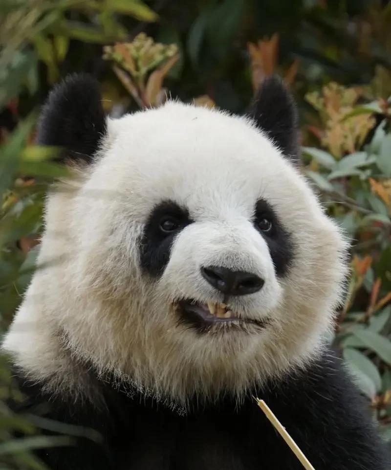 美国可能闭着世界需要通过战争来处理问题。
内地解决关税带来的危害，最好的就是把台