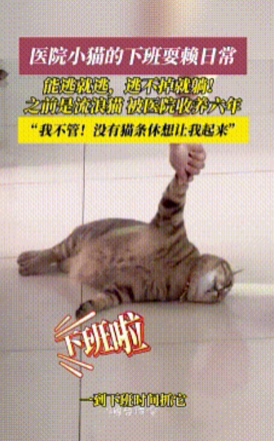 “猫条才是通关密令！”山东烟台一家医院6年来一直照顾一只流浪狸花猫，结果这猫早就