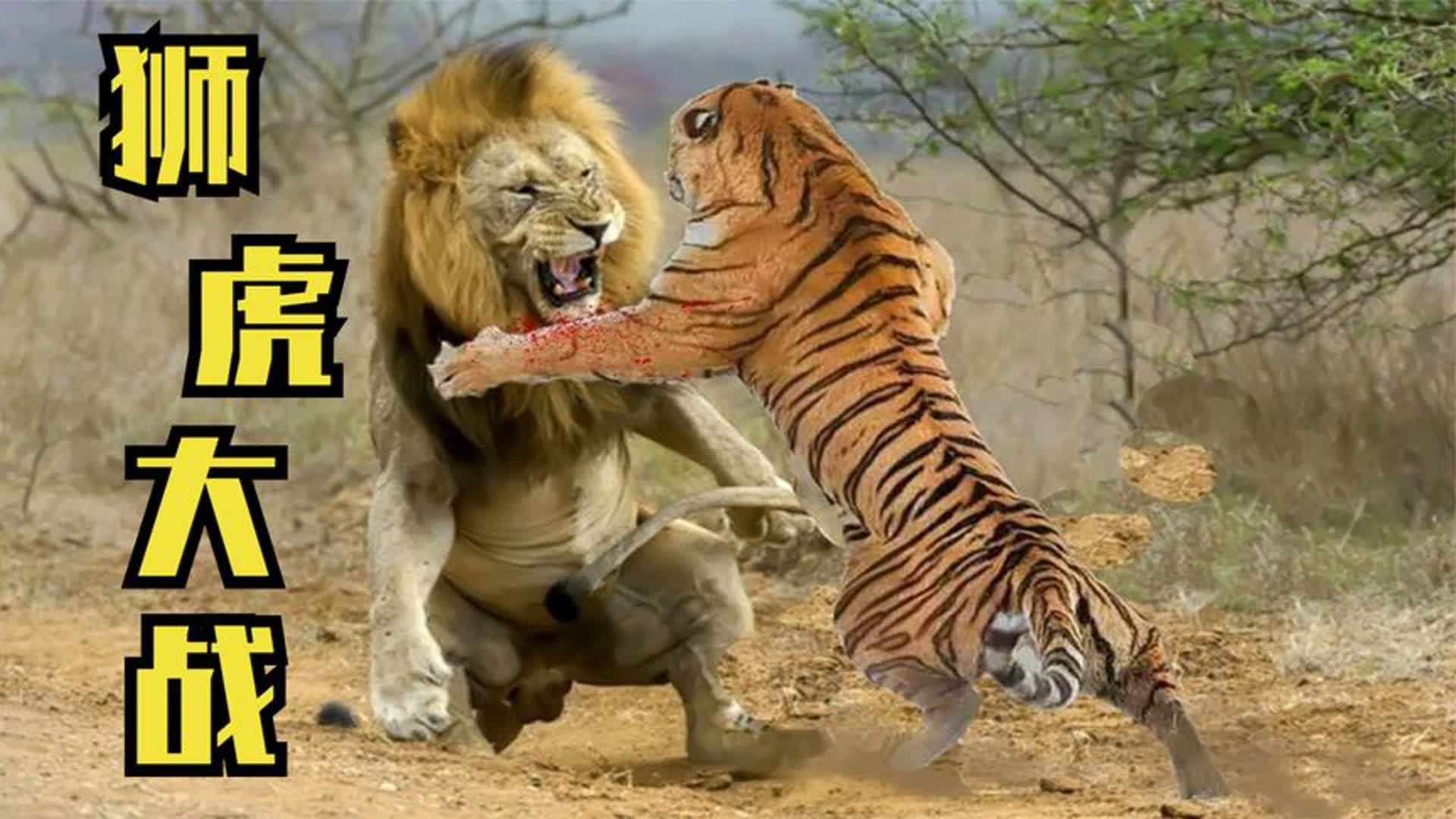 热搜！安徽一野生动物园狮子遭老虎撕咬，网友：狮虎之争已分明