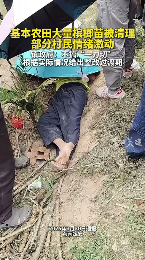 定安农田清槟榔，村民与政策冲突
