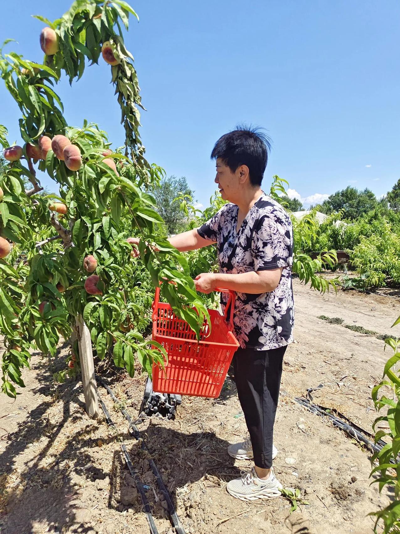 今天我开上车，老婆挎着蓝子又来桃园采摘蟠桃了。采摘完站在电子秤前给大家直接报价格