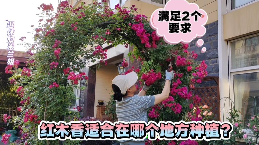 红木香适合在哪个地方种植？符合两个要求，生长更旺盛，管理更方便