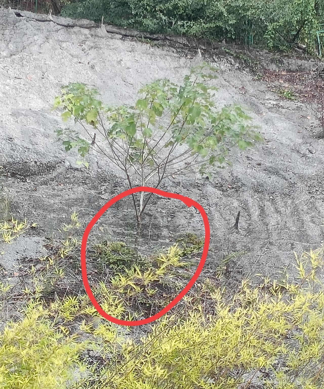 周末外出重大发现，一棵小树在水泥墙的缝隙中破土而出，生命之顽强，令人动容！