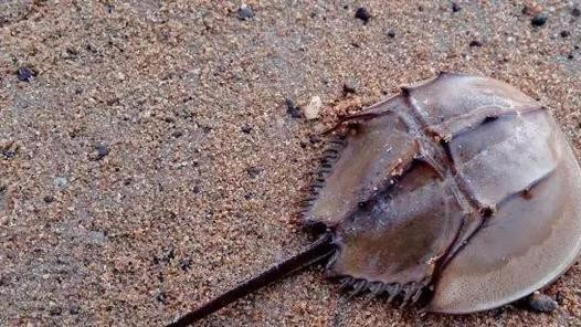 古代志怪故事：白鲎妖，黄鳞鱼，鳌鱼井