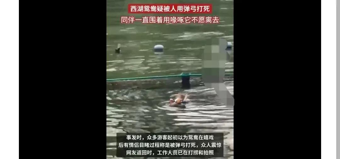 杭州西湖，一对情侣目睹一只鸳鸯，被人用弹弓活活打死。这只鸳鸯仰卧在水面上，他的两