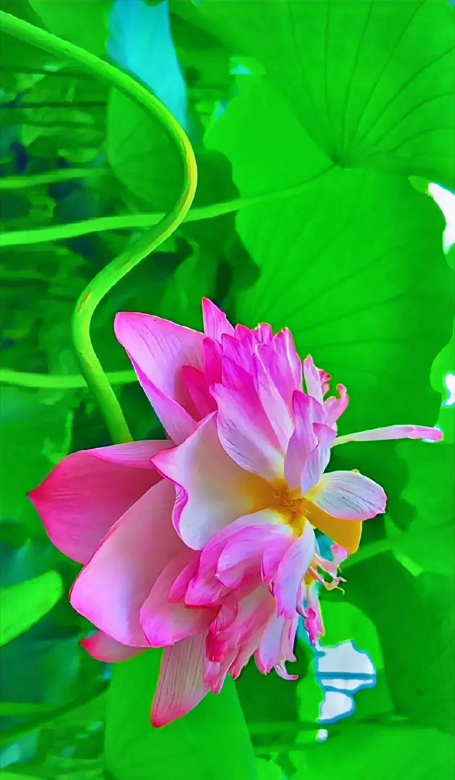 你是初见乍欢的惊喜，也是久处怦然的心动。池荷初绽非我盼，粉白嫣然都因你。三生有幸