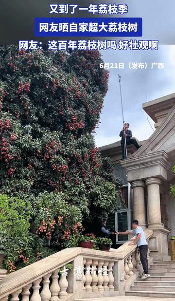 又到了一年荔枝季，网友晒自家超大荔枝树，网友：下辈子一定找个南方人嫁啦，种一片荔