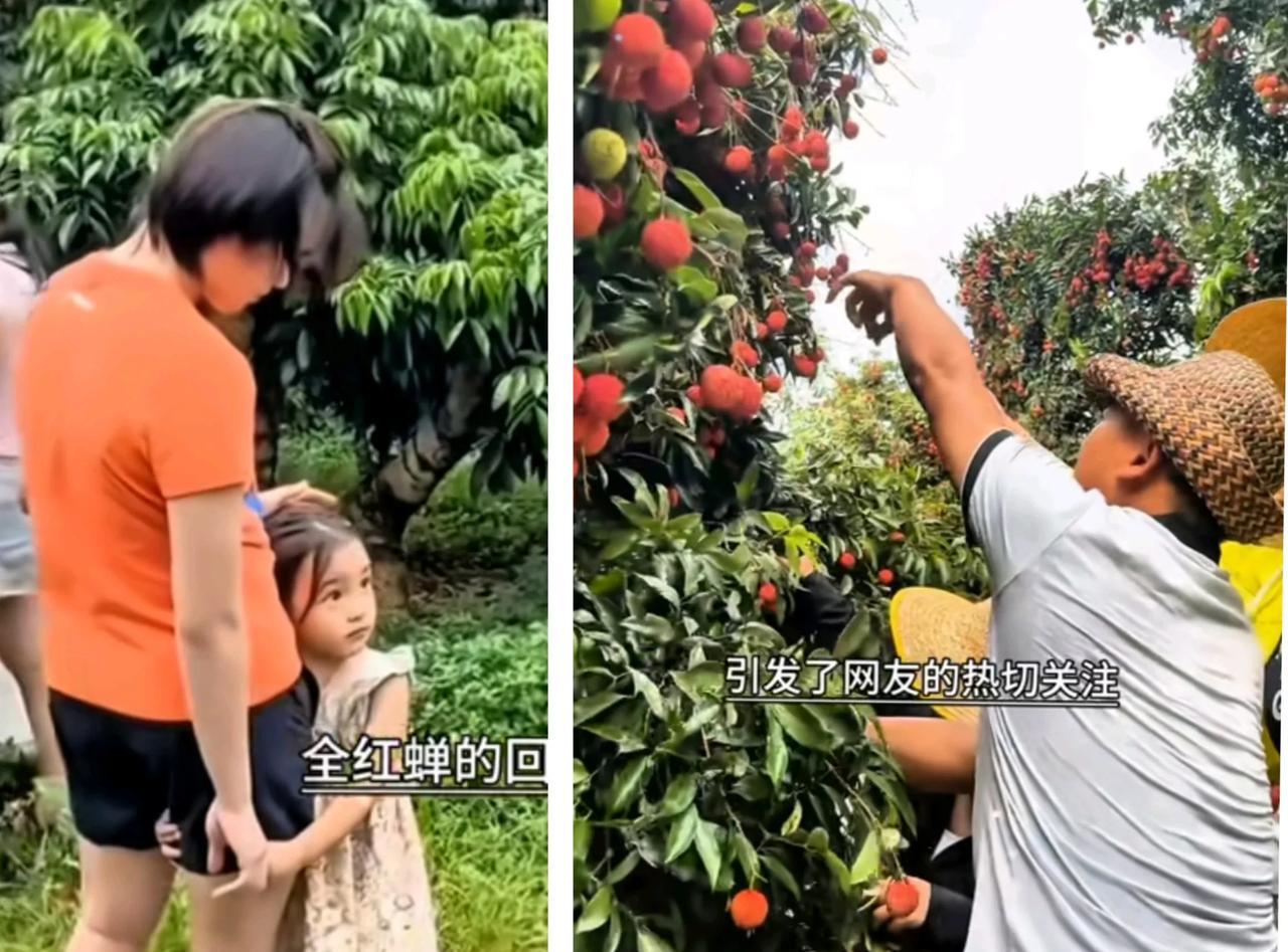 婵宝这次回家不仅让家人团聚，很意外的是让果农的荔枝销售打破了记录。婵宝从果园走后