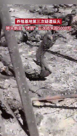 “意外还是报复？”辽宁沈阳，一男子和妻子承包了330亩地修建温室大棚，用于培养珍