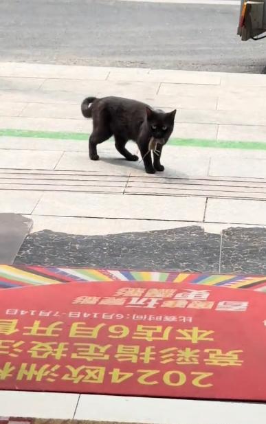 “万物皆有灵！”安徽合肥，一流浪猫到彩票店连续蹭饭20多天，越来越喜欢待在店里，