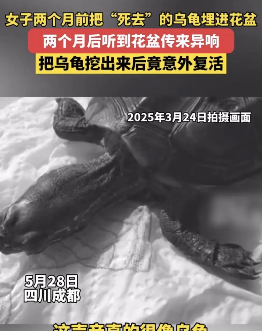 四川，一女子养了三年的乌龟，两个月前的一天突然就不动了，女子观察了半天判断乌龟可