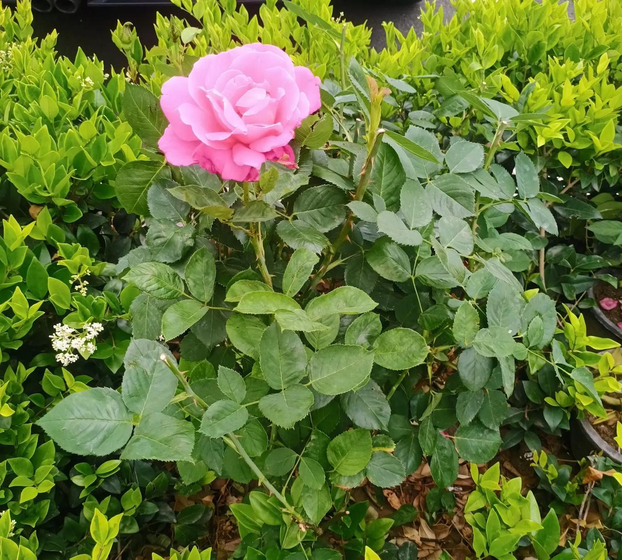 中美的进口规几乎相当，只有微弱的0.1%之差。都快大哥二哥一般高了，大哥成了世界