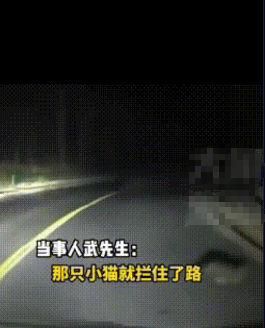 这是在报恩吗？陕西榆林夜晚，男子驾车行使在山路上，突然看见前方有一只猫，男子下意
