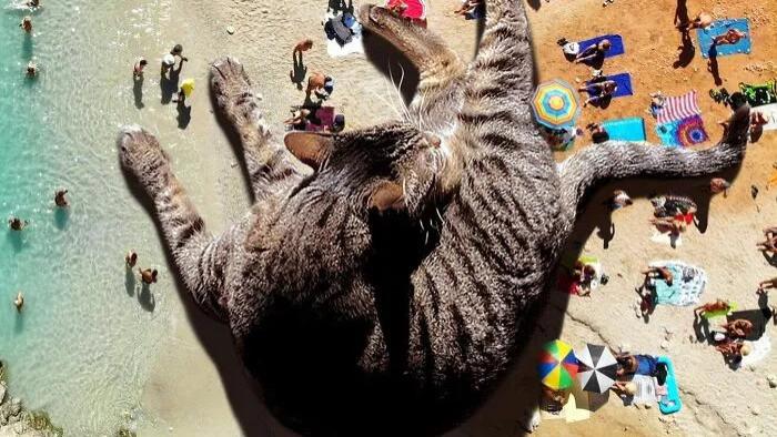 当巨猫占领城市天际线，人类终于沦为铲屎官？