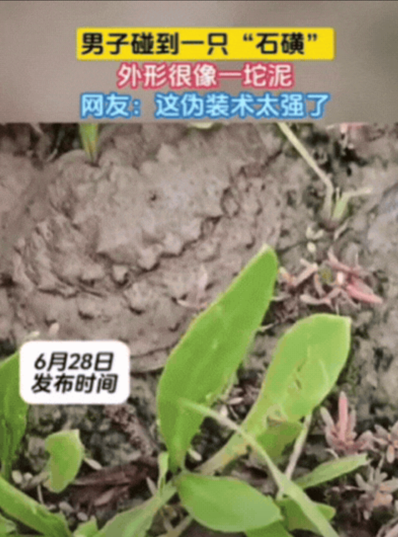 男子在爬山时，发现前方泥土竟然在动！他以为是蛇，结果凑近之后，才发现是一只“石磺
