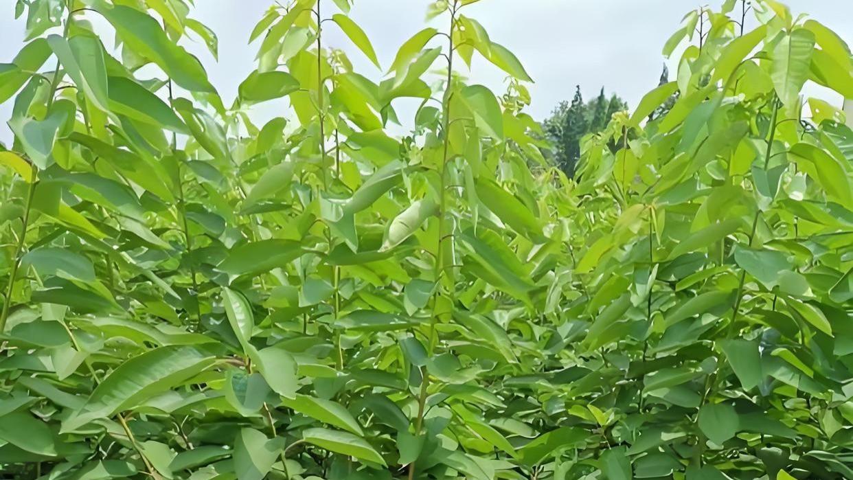 想在院子里种车厘子？先来看看树苗长啥样，需要注意哪些问题！