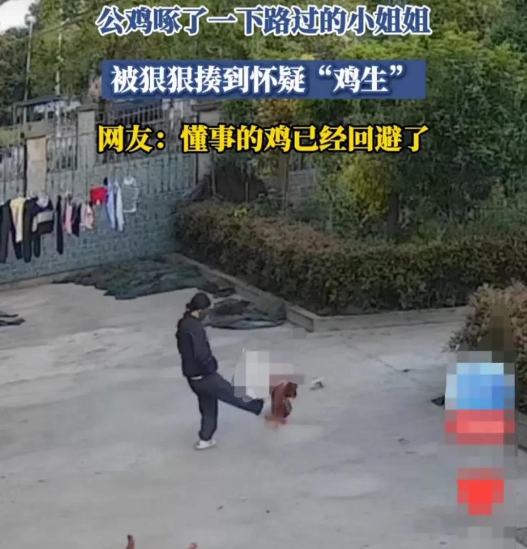 公鸡和两只母鸡，在路上闲逛的时候，凯看到走过来一个小姐姐。它和往常一样，威风凛凛