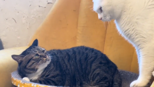 胆小、无助且委屈巴巴