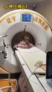 动物们进医院检查的瞬间：一头狮子被几个人拖到动物医院，接受CT检查，随后各种各样