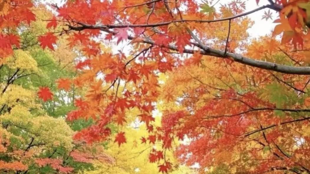 同样的siRNA转染，为何会出现不同的实验结果？