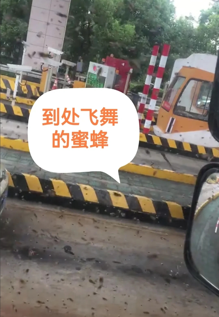 在河南安阳的高速收费站，今天可真是上演了一场让人哭笑不得的“蜜蜂惊魂记”。主角是