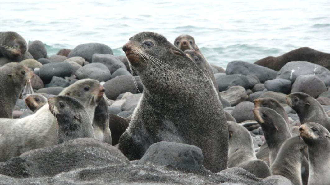 突发！日本无人岛遭千头北海狮占领，渔民年损超十亿，啥情况