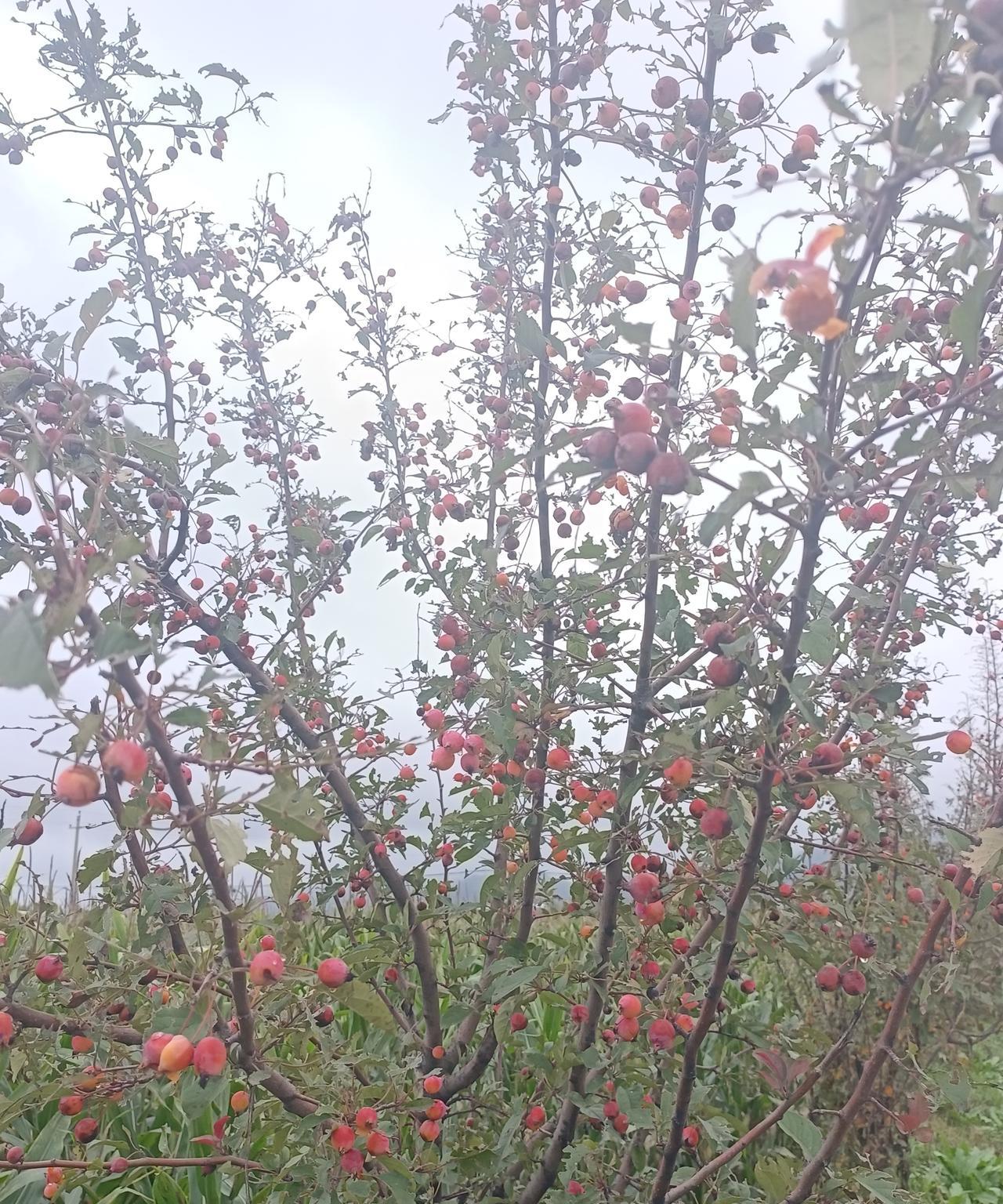 这是什么东西，你们回农村能认出来不，
我看就算农村人都不认识，这是新品种吧#猜猜