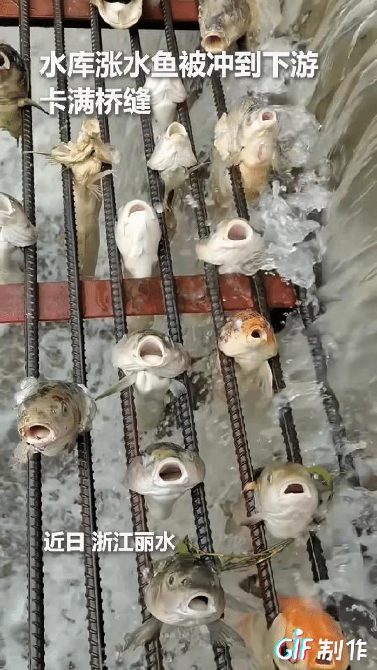 “这便宜不占白不占！”浙江，一男子看到水库涨水后，大量鱼群掉出来，走近一看直接乐