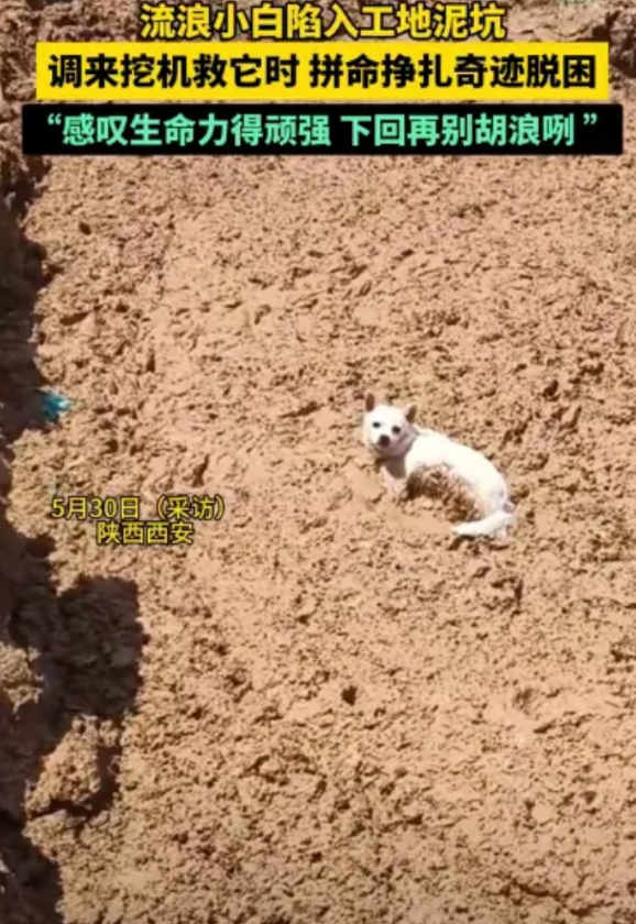 “虚惊一场！”陕西西安，一男子在工地巡视，意外发现一只流浪狗陷入泥坑，进退两难，