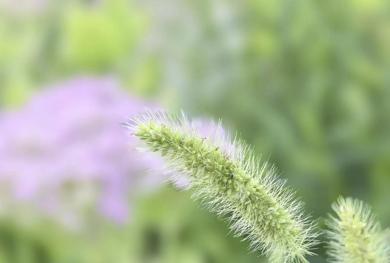 诗意狗尾草，大气广场舞