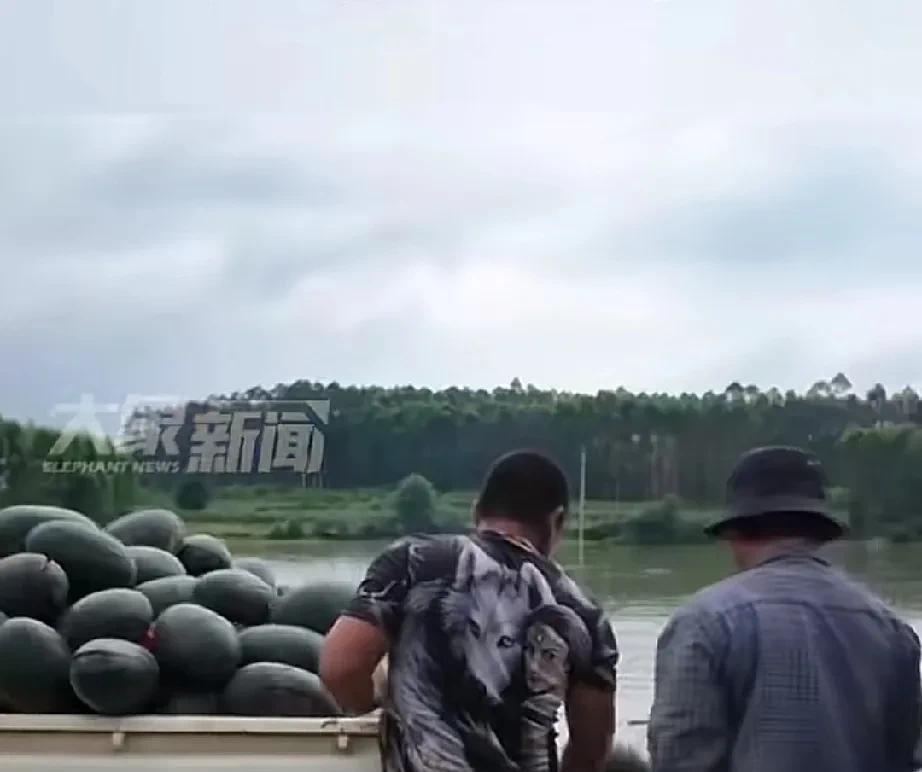 广西崇左用西瓜喂鱼，广西真豪横鱼都实现西瓜自由。
网传崇左西瓜滞销，瓜农无奈只能