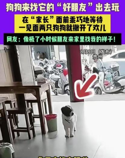 贵州“狗朋友”串门视频火了！网友：这不是我小时候的快乐吗？
最近，贵州一位女士家