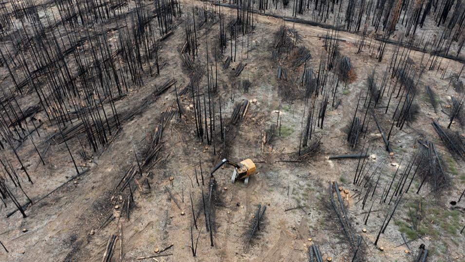 已签署22份协议+12项采伐权！2025年BC省山火木材回收暴增