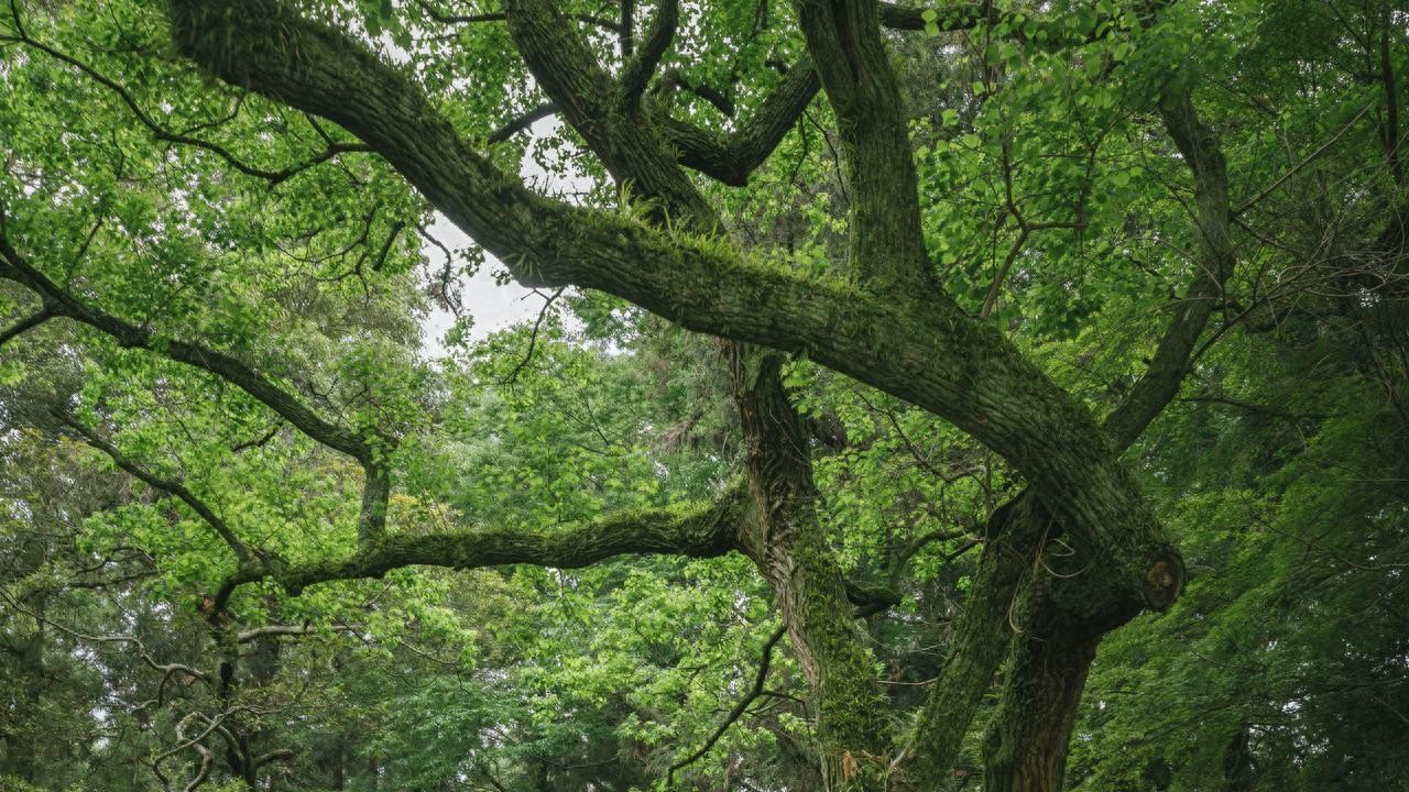 三边封格拉辛纸袋蜡光纸环保FSC认证GRS证书定制尺寸图案欧盟标准