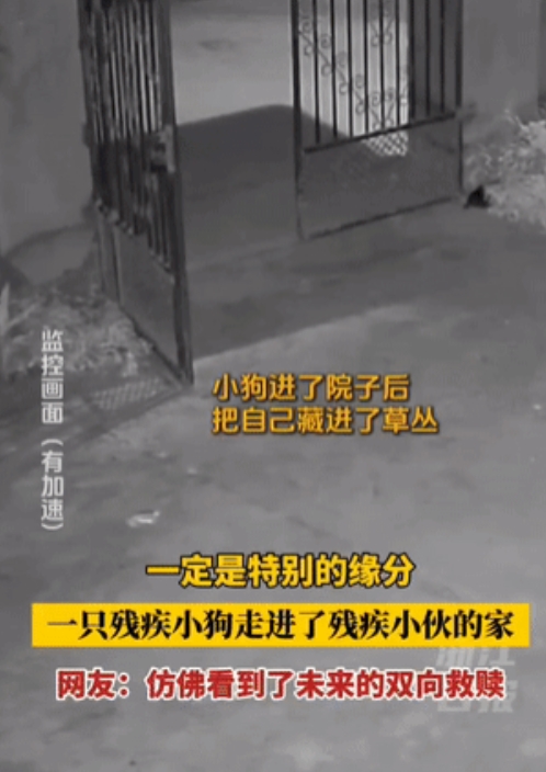 “双向救赎！”江西上饶，一只后腿瘫痪的小狗误入院子，被一位拄着拐杖的小伙发现，人