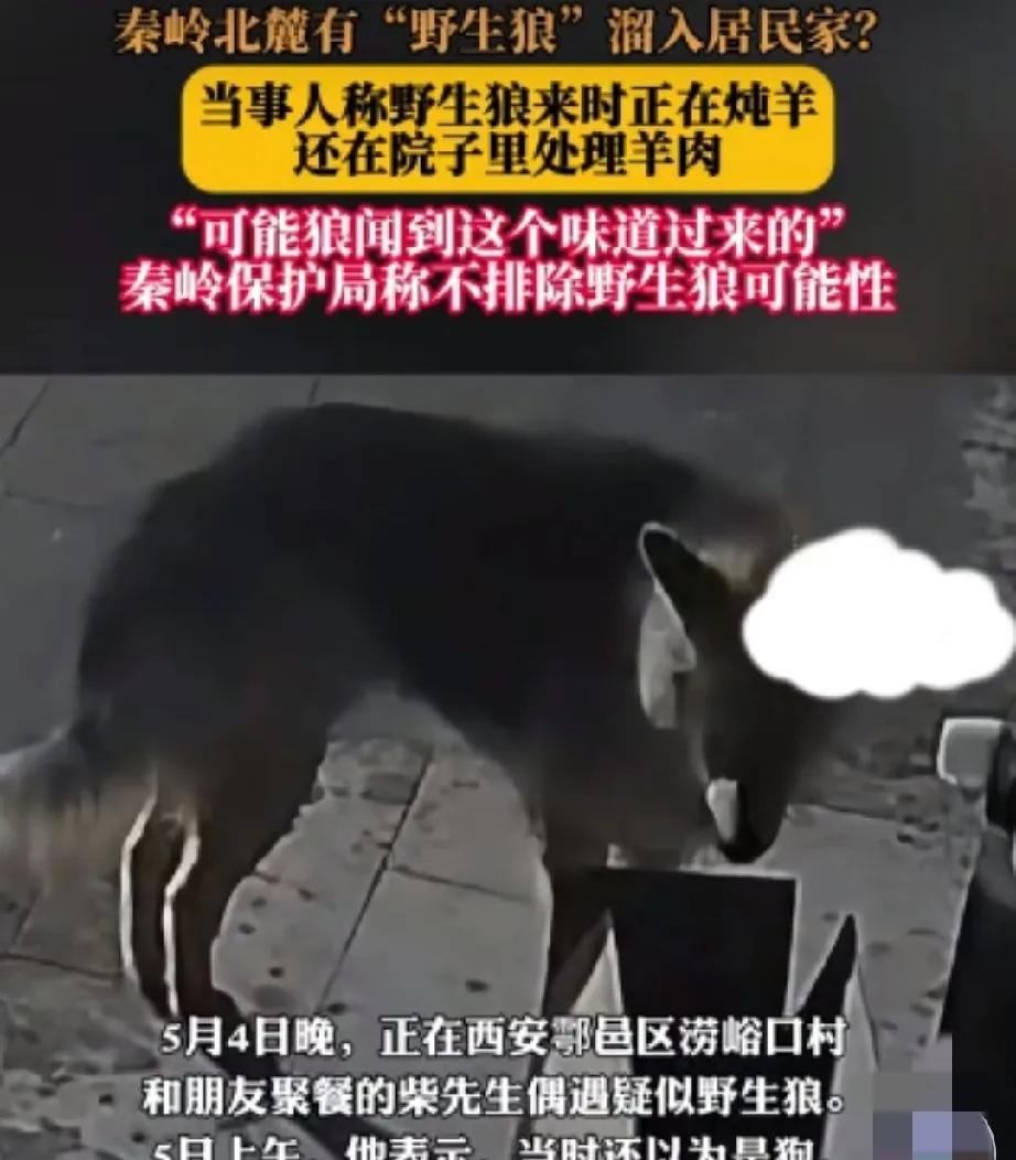 秦岭北麓的农家院来了位“神秘访客”！5月4号晚上，西安鄠邑区涝峪口村的柴先生正和