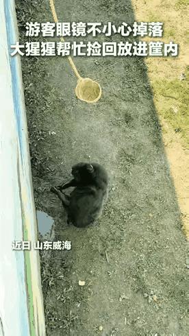 这么聪明的大猩猩，就应该放归大自然！人类那点小心思，其实它都懂[捂脸]
人类真的