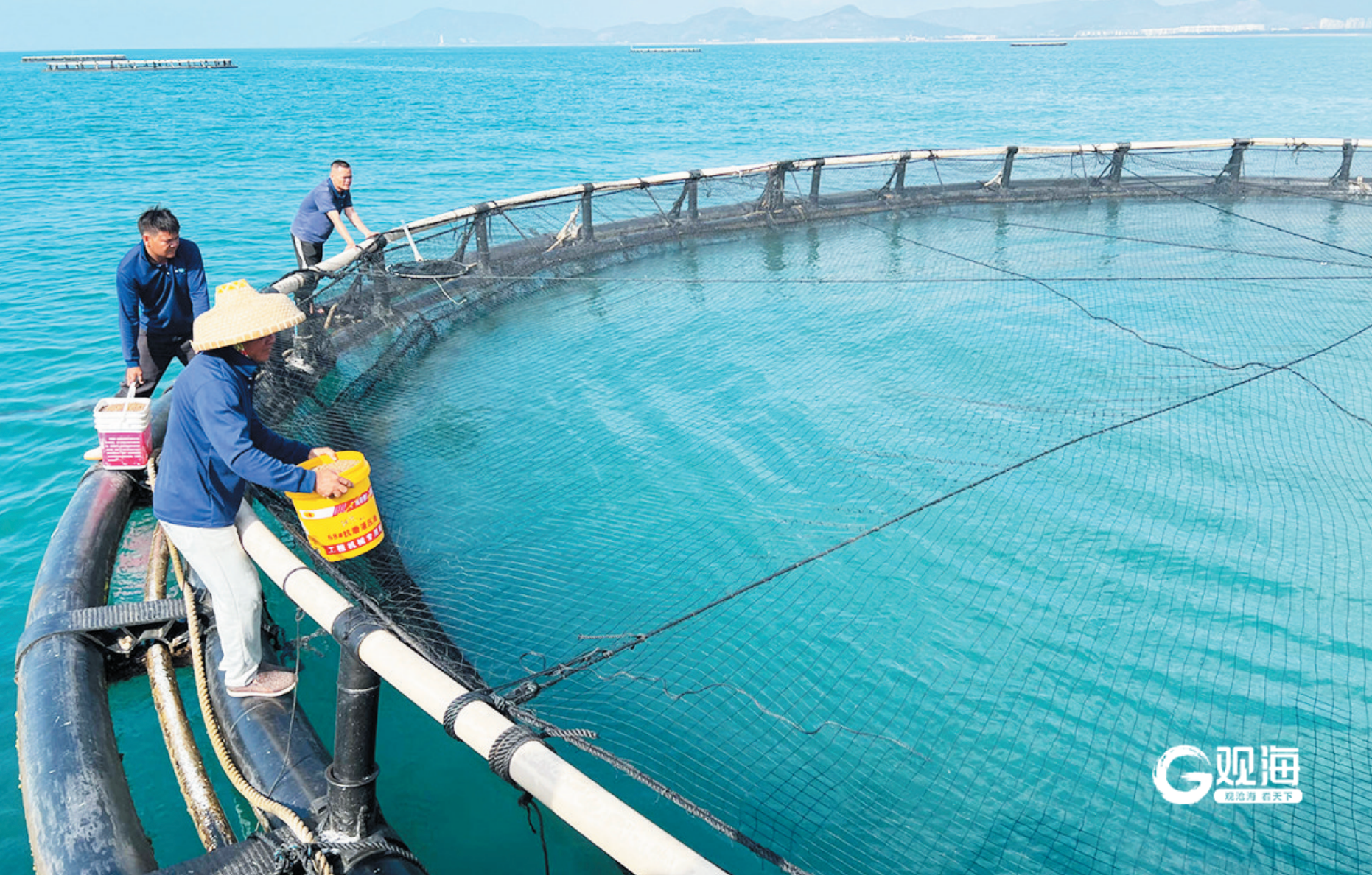 一粒渔业“好种子”，化作养殖“千金利”！青岛竞逐种业“总部经济”