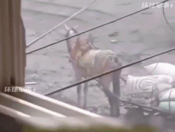 连马都不放过！加沙运粮马匹被以军连开数枪，颤抖倒地，痛苦死亡
近日，一段拍摄自加