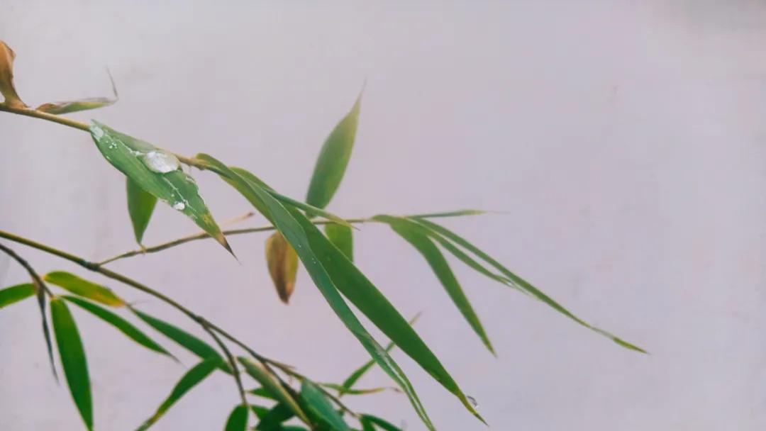 随笔：十月帖，寒露（六）