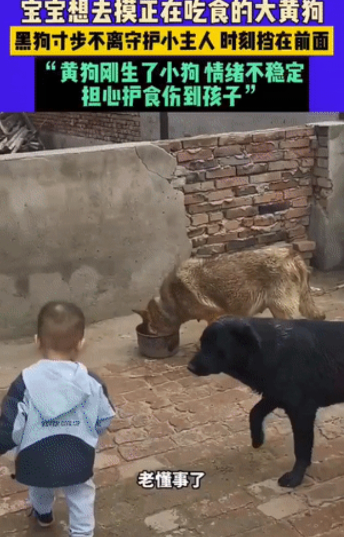 狗保镖！黑龙江，1岁宝宝想去摸正在吃食的大黄狗，可黄狗刚生了狗崽，情绪很不稳定。