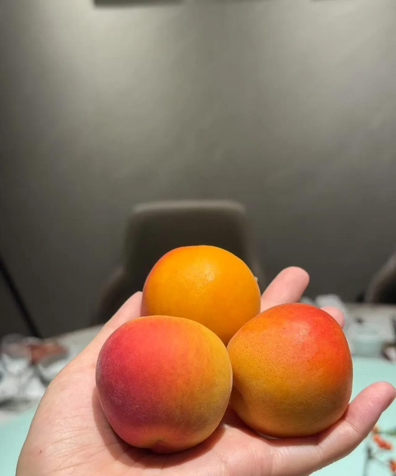 这个时候正是老家黄杏成熟的季节，
记得小时候最喜欢就是夏季，
五六月份家里种的李