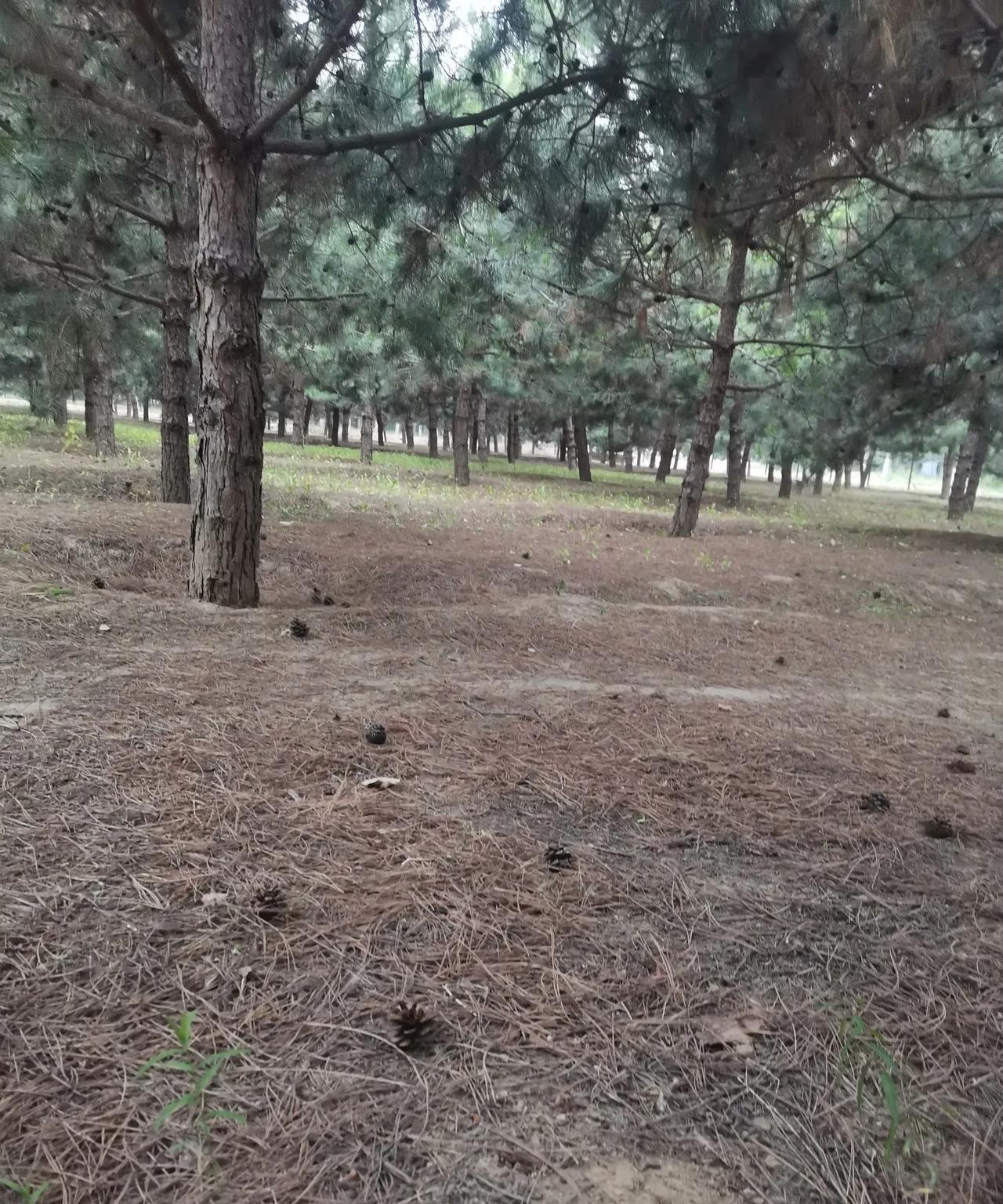 今天周末，去捡松针。天气预报有中雨，我早早的起来，雨还没有下，但是天阴的很沉，骑