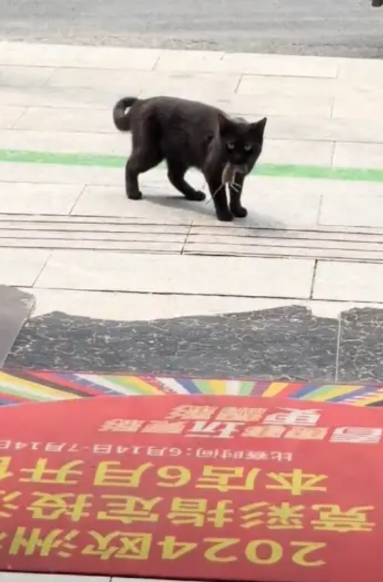 “万物皆有灵！”安徽合肥，一流浪猫到彩票店连续蹭饭20多天，越来越喜欢待在店里，
