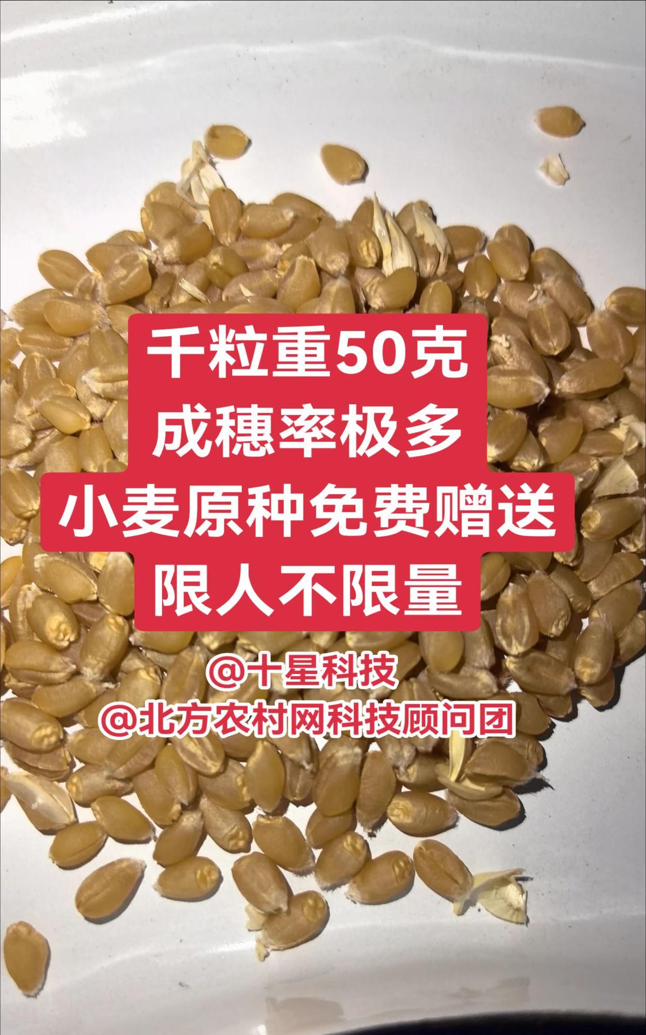 千粒重50克
小麦原种免费赠送
限人不限量
#矮元帅小麦 #十星小麦 #大方穗小