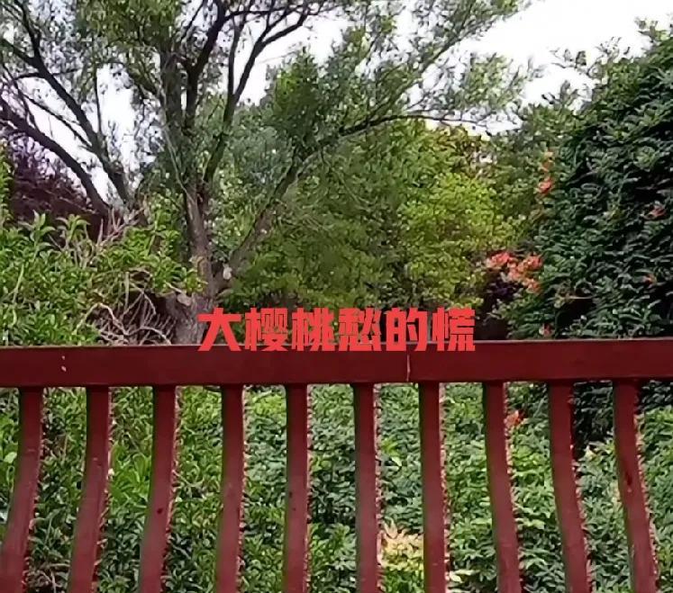 大家是否还记得那个被罚6万的大樱桃呀？现在，据说呀出门坐高铁啥都被限了，很是头疼