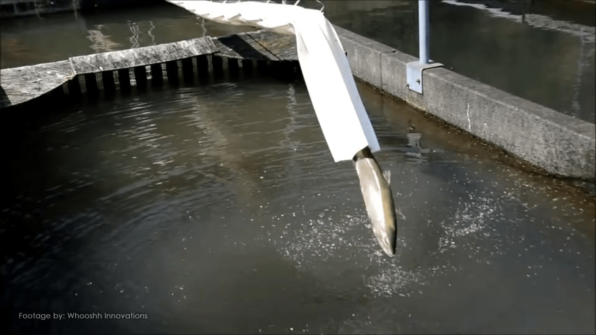 人类活动无意中构建了生态屏障，如何通过工程智慧来弥补这些影响